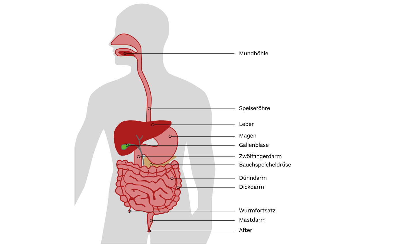 Verdauung.png