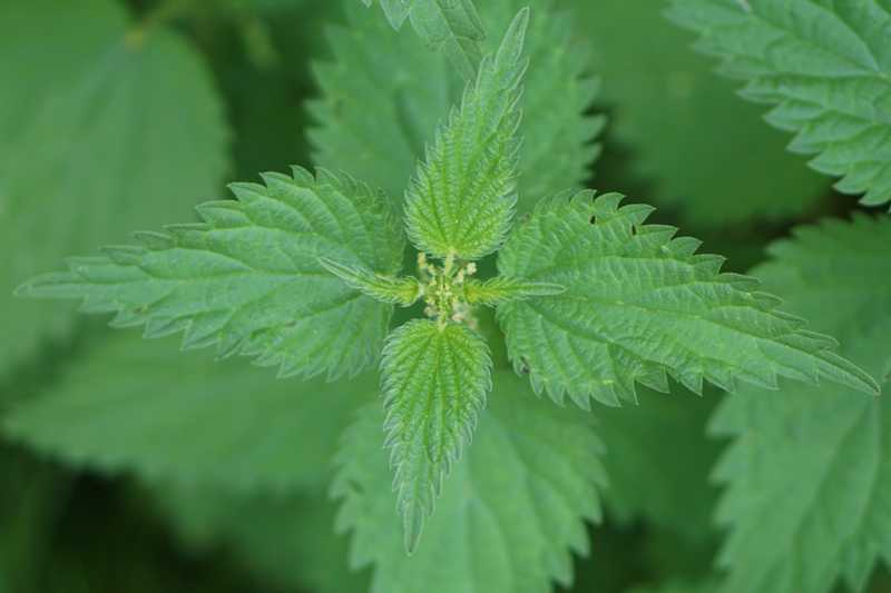 bearbeitet_kirahoffmann-nettle-1556701.jpg